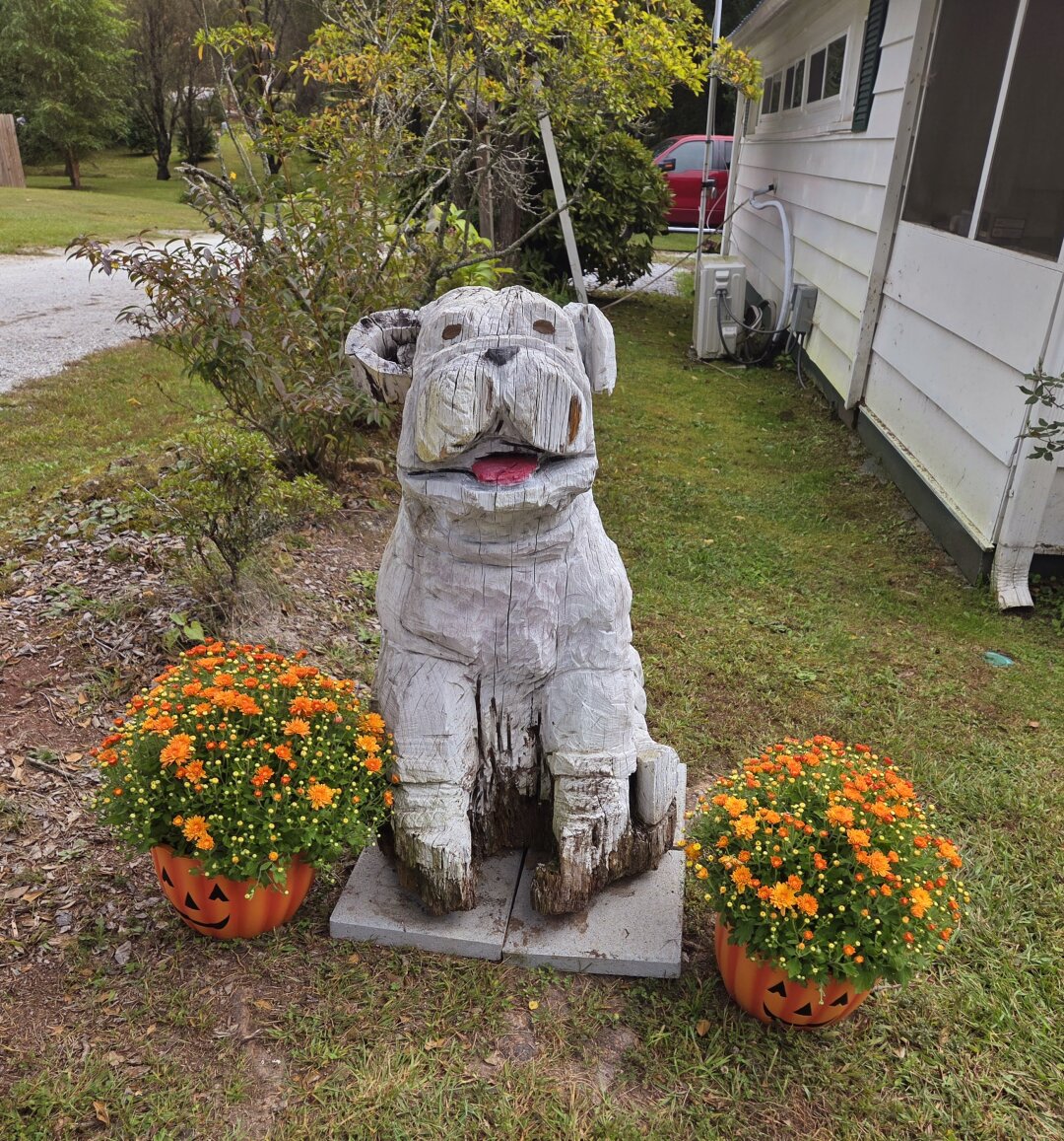 A large wooden sculpture of a dog sits in a yard beside a white house. The dog is carved in a chunky, rustic style with big floppy ears, a short muzzle, and a happy pink tongue sticking out. Its wood is weathered and painted white, though the base is cracked and rough from age. On each side of the dog are bright orange potted mums set in pumpkin-shaped planters with carved jack-o’-lantern faces, giving a cheerful autumn feel. Behind the scene are some bushes, a gravel driveway, and a green lawn with trees and a few scattered houses in the distance.