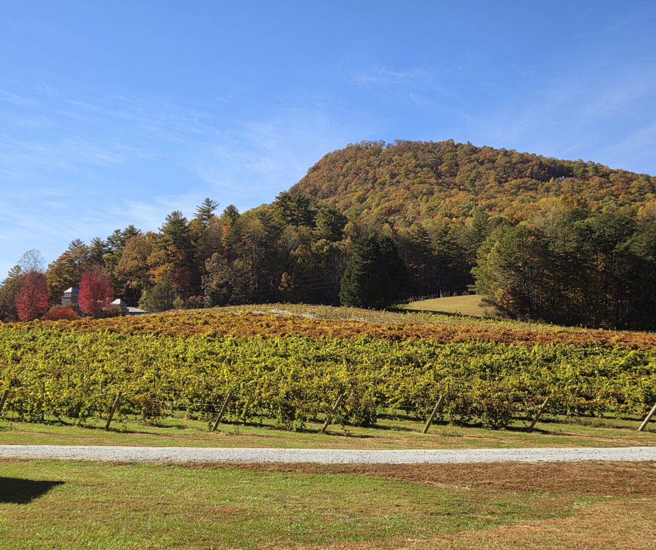 The photo shows a peaceful autumn landscape in the blue ridge mountains Georgia. In the distance, a rounded, tree-covered mountain rises gently against a bright blue sky. The trees covering the mountain are in full fall colorsshades of gold, orange, and deep green, with some hints of red. At the foot of the mountain and across the lower half of the image, there is a vineyard with rows of grapevines stretching from left to right. The vines are mostly golden yellow with touches of green, showing their autumn change.

A narrow gravel road runs horizontally across the foreground, separating the vineyard from a grassy area closer to the viewer. Near the left side of the image, partly tucked among the trees, there is a small cluster of buildings. A couple of bright red trees stand out vividly beside the buildings, adding a pop of color against the darker evergreens and fall foliage.

The overall scene feels calm, colorful, and sunlit. Capturing a crisp fall day at Tiger Mountain.