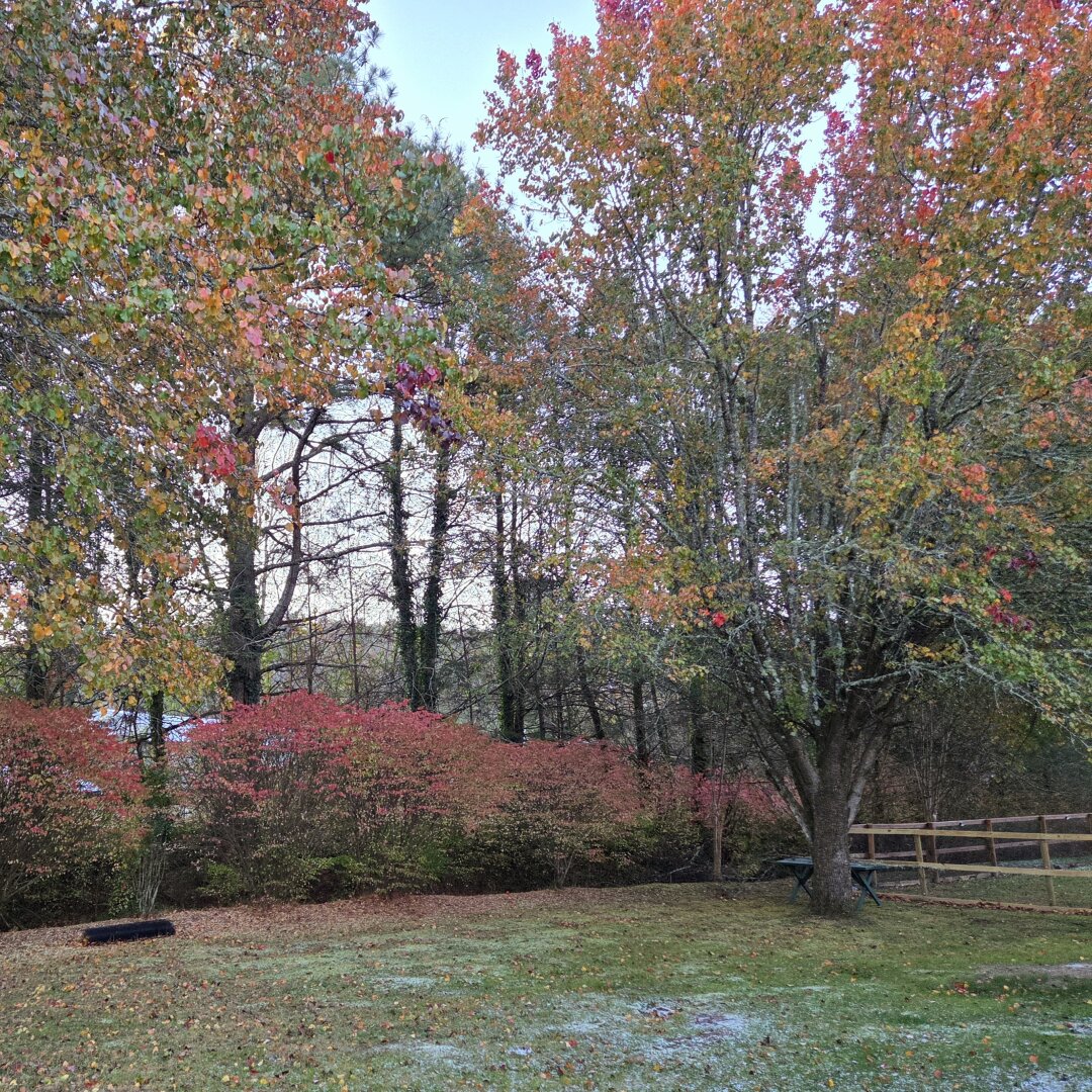 A tranquil Appalachian backyard scene captures the first snow of the season at a cozy mountain bungalow. A thin layer of frost dusts the green grass, while the trees above still cling to their brilliant autumn leaves with shades of orange, gold, and crimson glowing against a pale morning sky. Along the fence line, a row of burning bushes glows deep pink and red, bright against the gray-brown trunks of tall trees behind them. A rustic wooden fence and a dark green garden table sit quietly beneath a large maple tree, and somewhere just out of frame, tiny Yorkie paw prints mark where the “porch patrol” explored the frosty yard in delight. The air feels crisp, peaceful, and full of mountain magic.