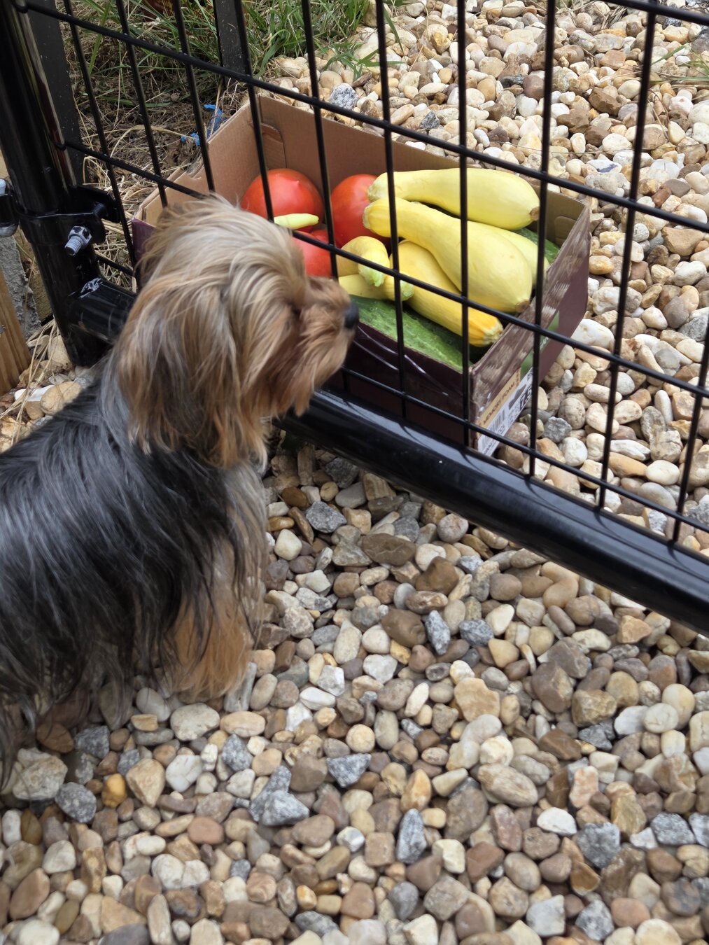 A small Yorkshire Terrier stands on a bed of smooth tan and gray river rocks, facing a black metal fence. The little dog, with a silky gray-and-tan coat and a pink collar, appears to be curiously inspecting a cardboard box of fresh vegetables that has been placed just outside the fence.
Inside the box are bright red tomatoes, several yellow summer squash, a green zucchini, and a pale green cucumber. The vegetables are neatly arranged, creating a colorful contrast against the muted stones around them.
Beyond the fence, the ground is covered with gray gravel, with a garden hose snaking across the background. On the left side, a planter overflows with vivid pink flowers, adding another splash of color to the scene.
The overall feeling is peaceful and charming—like a curious little "garden inspector" discovering a fresh harvest delivered just beyond its reach. A small Yorkshire Terrier stands on a bed of smooth tan and gray river rocks, facing a black metal fence. The little dog, with a silky gray-and-tan coat and a pink collar, appears to be curiously inspecting a cardboard box of fresh vegetables that has been placed just outside the fence.
Inside the box are bright red tomatoes, several yellow summer squash, a green zucchini, and a pale green cucumber. The vegetables are neatly arranged, creating a colorful contrast against the muted stones around them.
Beyond the fence, the ground is covered with gray gravel, with a garden hose snaking across the background. On the left side, a planter overflows with vivid pink flowers, adding another splash of color to the scene.
The overall feeling is peaceful and charming—like a curious little "garden inspector" discovering a fresh harvest delivered just beyond its reach.