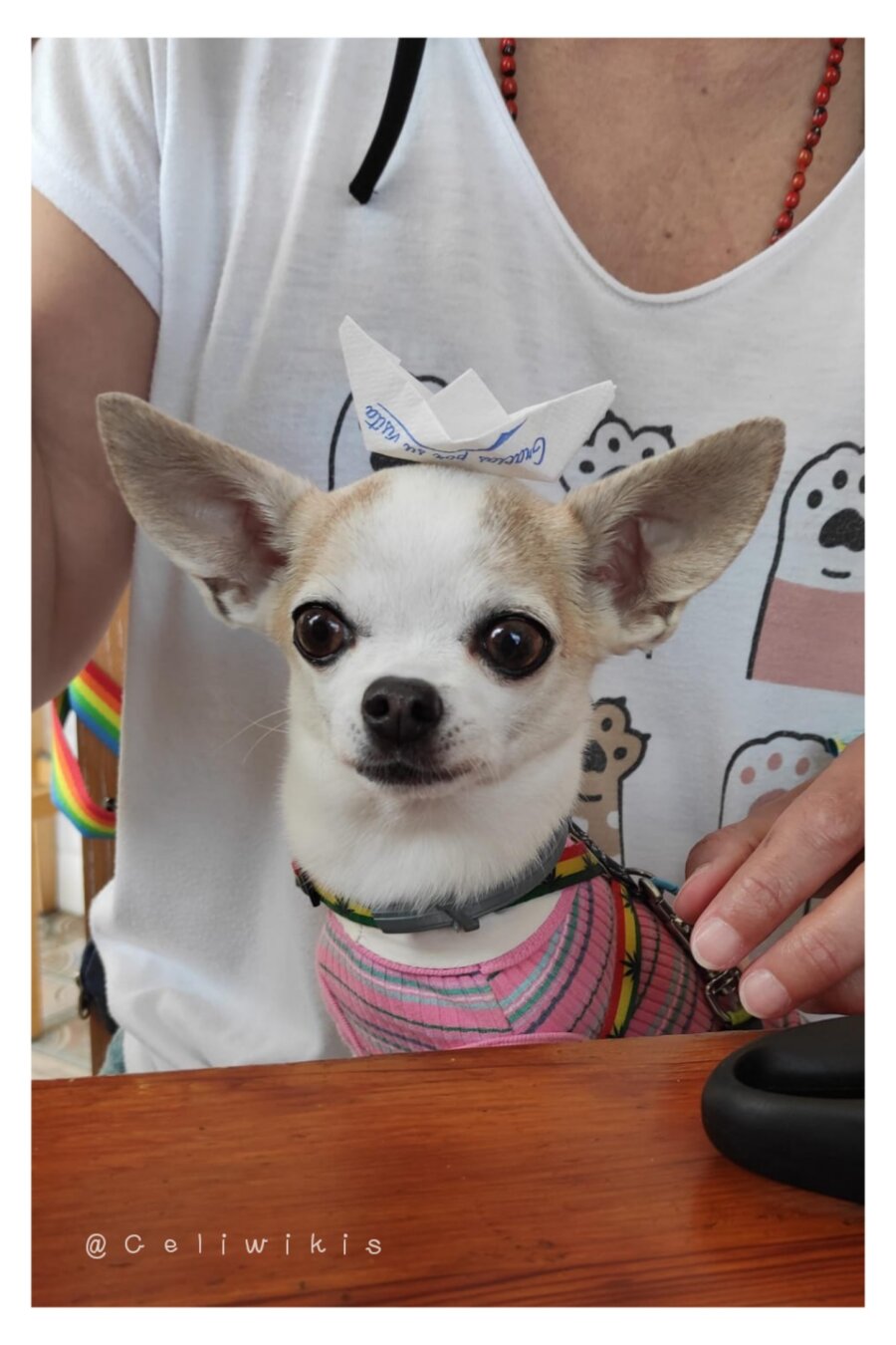 Soffy, la chihuahua, con una "camiseta" rosada y un barco de papel a modo de gorrito