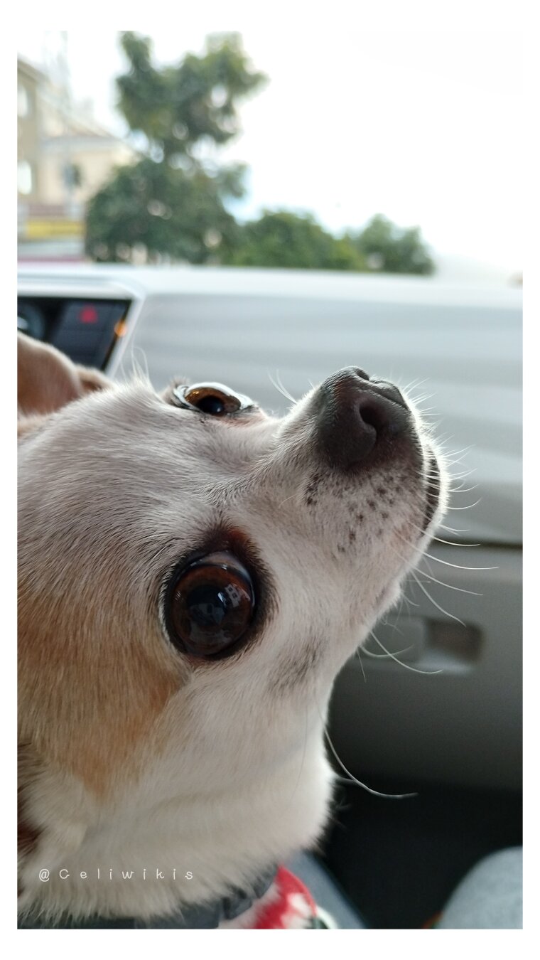 Primer plano de la cabeza de Soffy la chihuahua, que está girada y mirando hacia el espectador, con ojitos enormes y trufita húmeda. Está dentro de un coche y fuera del parabrisas se ve desenfocado un árbol y el cielo nublado.