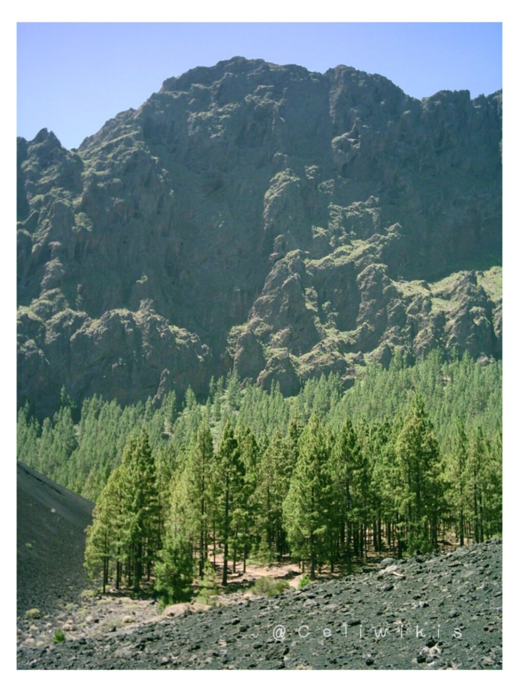 En primer plano destaca el suelo de lapilli por el Volcán Arenas Negras. A mitad se ve un frondoso conjunto de Pino Canario y al fondo, como una pared enorme, se ve a Cho Marcial, otro volcán de paredes abruptas. Parte superior de la foto se ve el cielo azul de tonalidad muy pastel