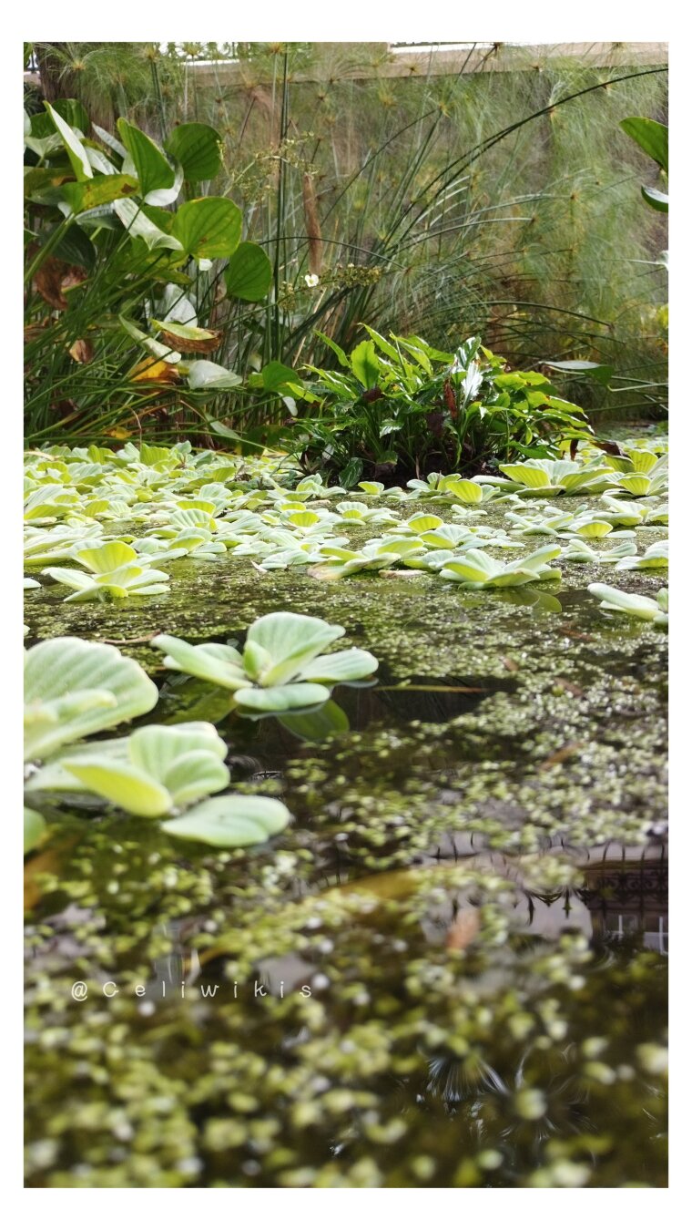 Estanque tan lleno de plantas acuáticas que apenas se ve el agua. No me sé el nombre, pero hay de todos los tamaños, desde minúsculas hasta enormísimas