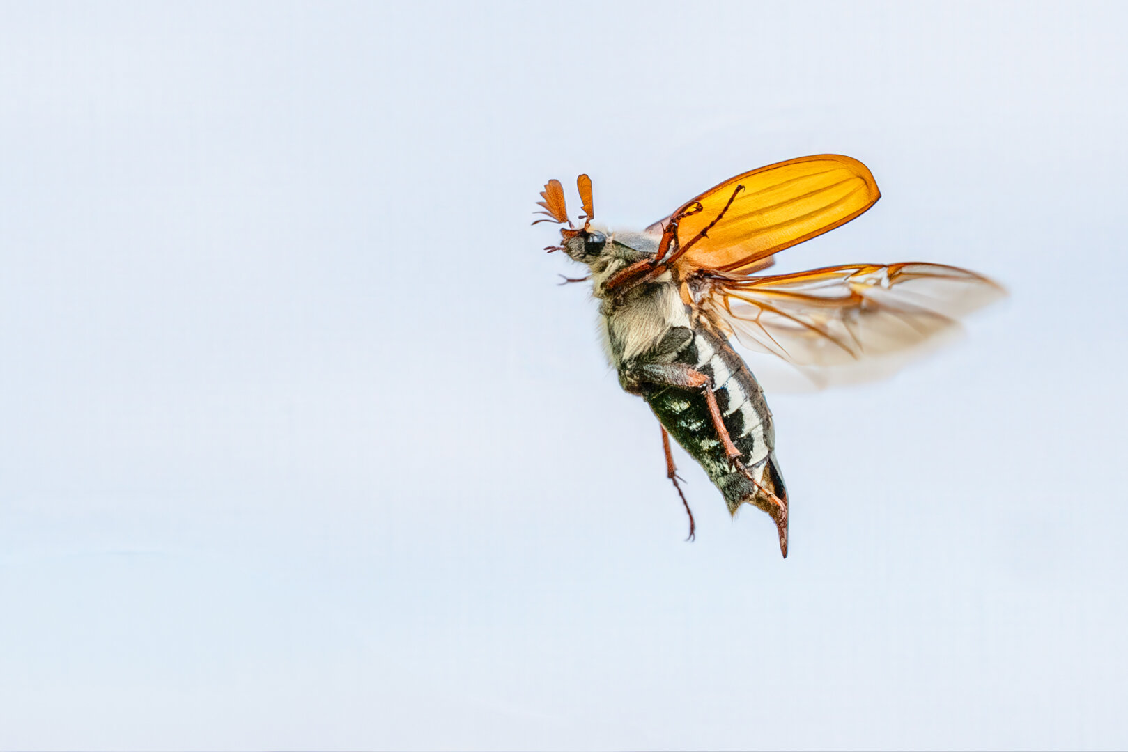 Close-up photograph of a European cockchafer beetle in mid-flight against a pale blue sky. Its orange translucent wings are fully extended, revealing the fuzzy thorax and striped abdomen. The beetle’s characteristic fan-shaped antennae are visible, and the motion of its wings conveys a sense of movement.