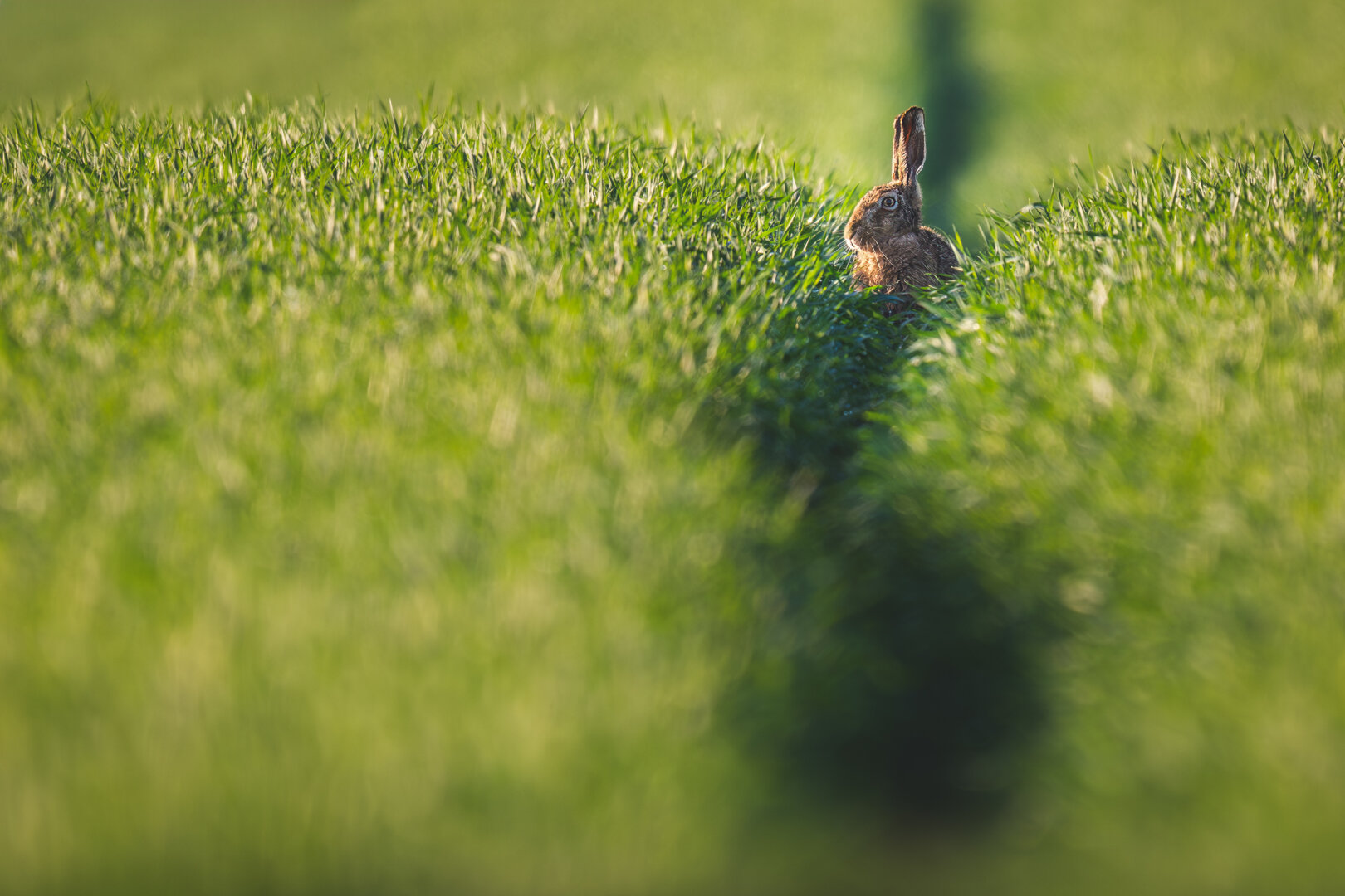 A brown European hare sits in the middle of a narrow green field path, lit by warm sunlight. The dark line of the path stretches toward the animal and resembles the silhouette of another hare, giving the impression that the real hare is meeting its own shadow or reflection in the grass. The background is softly blurred, emphasizing the peaceful, dreamlike mood.