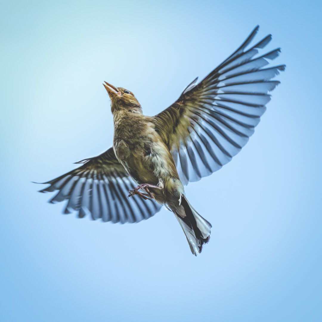 A female chaffinch is photographed mid-air against a clear blue sky, wings fully spread and showing their distinct dark-and-light striping. The bird’s body appears slightly angled upward, with legs tucked in and beak slightly open, giving a sense of motion and effort as it ascends. Fine details of the plumage and tail feathers are visible, highlighted by the bright natural light.