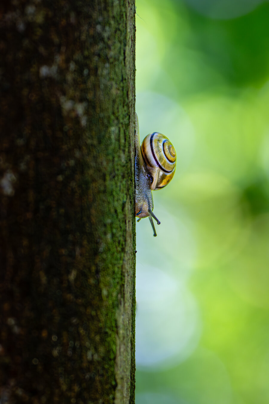 A colorful snail crawls down a tree trunk. Behind the tree trunk, the leaves of the forest create a golden bokeh effect.