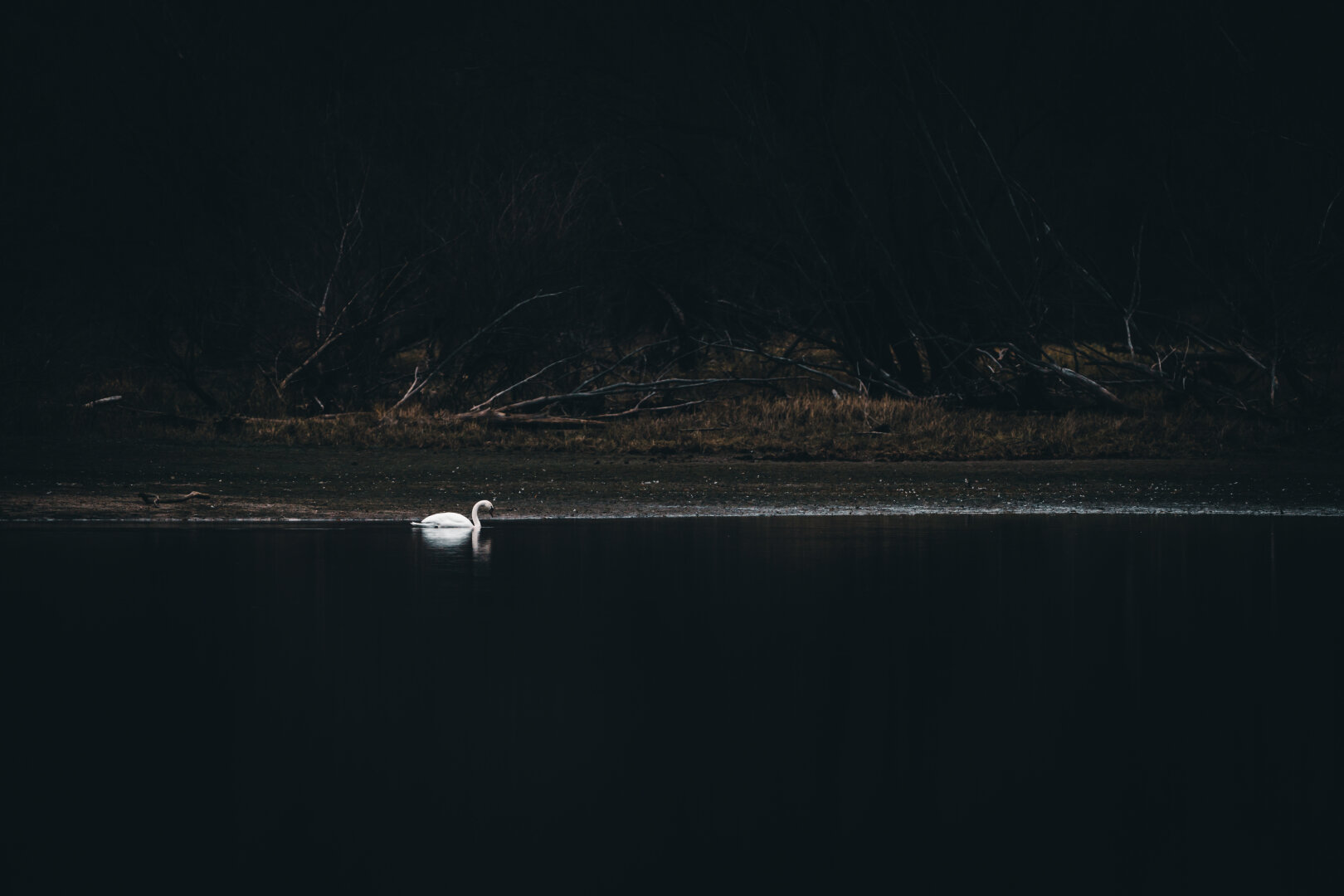 A single white swan glides quietly across a dark, still lake, illuminated softly against the backdrop of shadowy trees and muted brown reeds along the shore. The contrast between the bird’s bright plumage and the surrounding darkness creates a moody, atmospheric scene of solitude and calm.