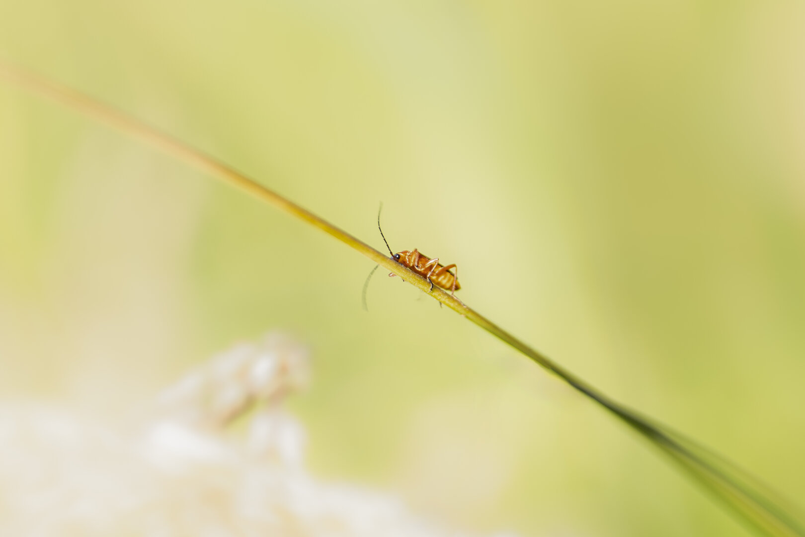 A close-up photo of a small orange-red beetle with long black antennae crawling along a thin green blade of grass. The background is softly blurred in pale green tones, creating a dreamy, minimalistic atmosphere.