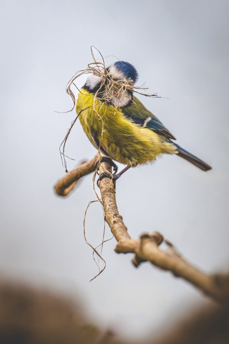 A blue tit perched on a thin branch holds a bundle of dry grass and twigs in its beak, likely for nest-building. The bird’s bright yellow belly and blue cap contrast with the soft gray background, creating a delicate and airy composition.