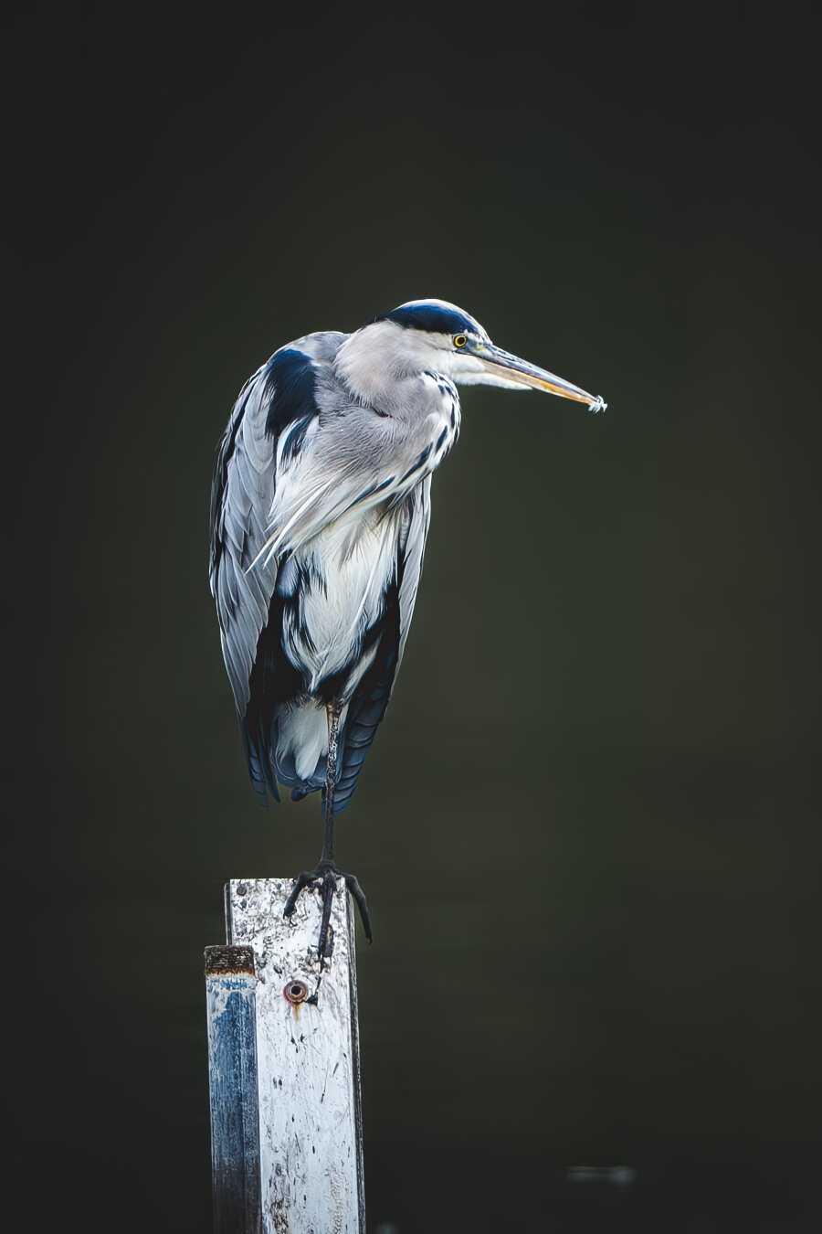 A graceful grey heron sits on a post in a lake against a blurred background. The scene appears calm but rich in contrast. The animal's gaze is directed downwards to the right. There are still a few small feathers in the heron's beak, as it has just preened itself.