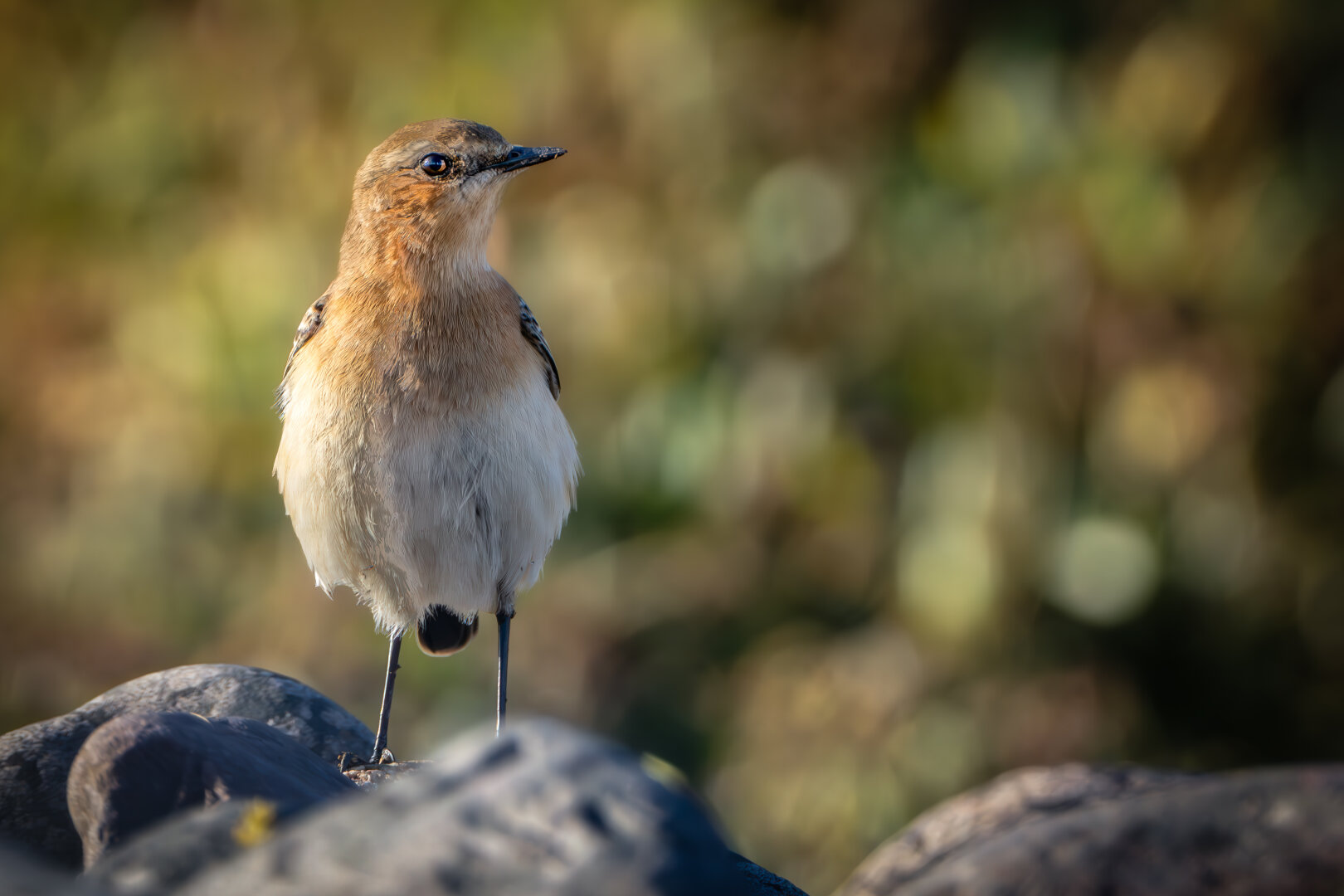 A wheatear sits on a grey rock on the coast of England, gazing out over the landscape with its neck slightly stretched. The background is blurry.
