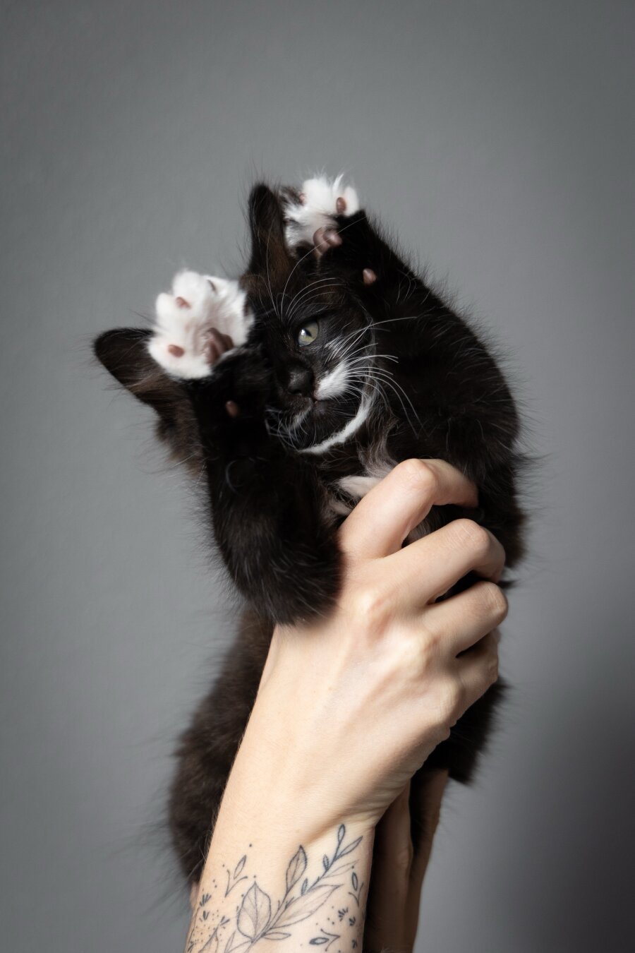 A domestic medium hair tuxedo kitten with his paws up, being held up in front of a grey background.