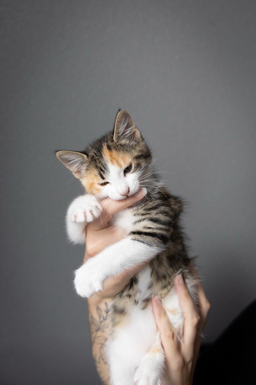 A caliby kitten sitting in a hand with a grey backdrop as she bites a finger.