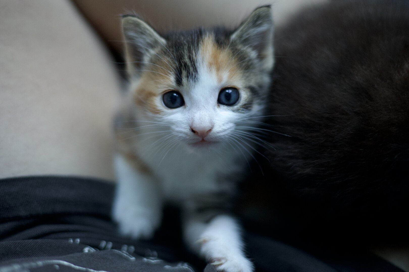 A calico tabby kitten looking up at the camera from a lap.