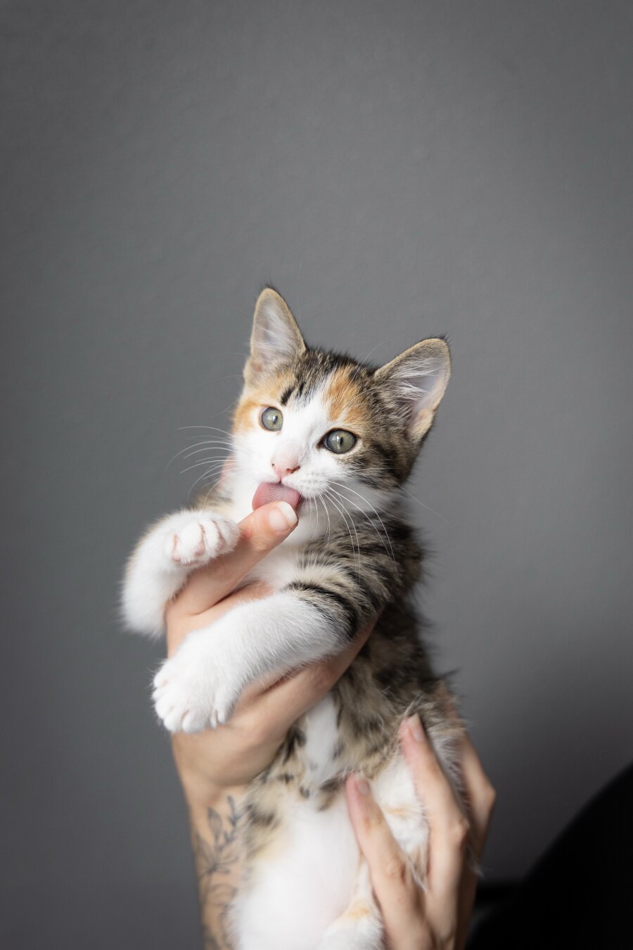 A caliby kitten sitting in a hand with a grey backdrop, apologising to the previously bitten finger with licks.