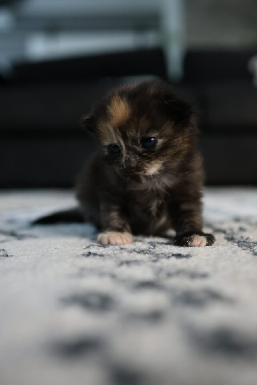 A very baby torty kitten looking downward in despair.