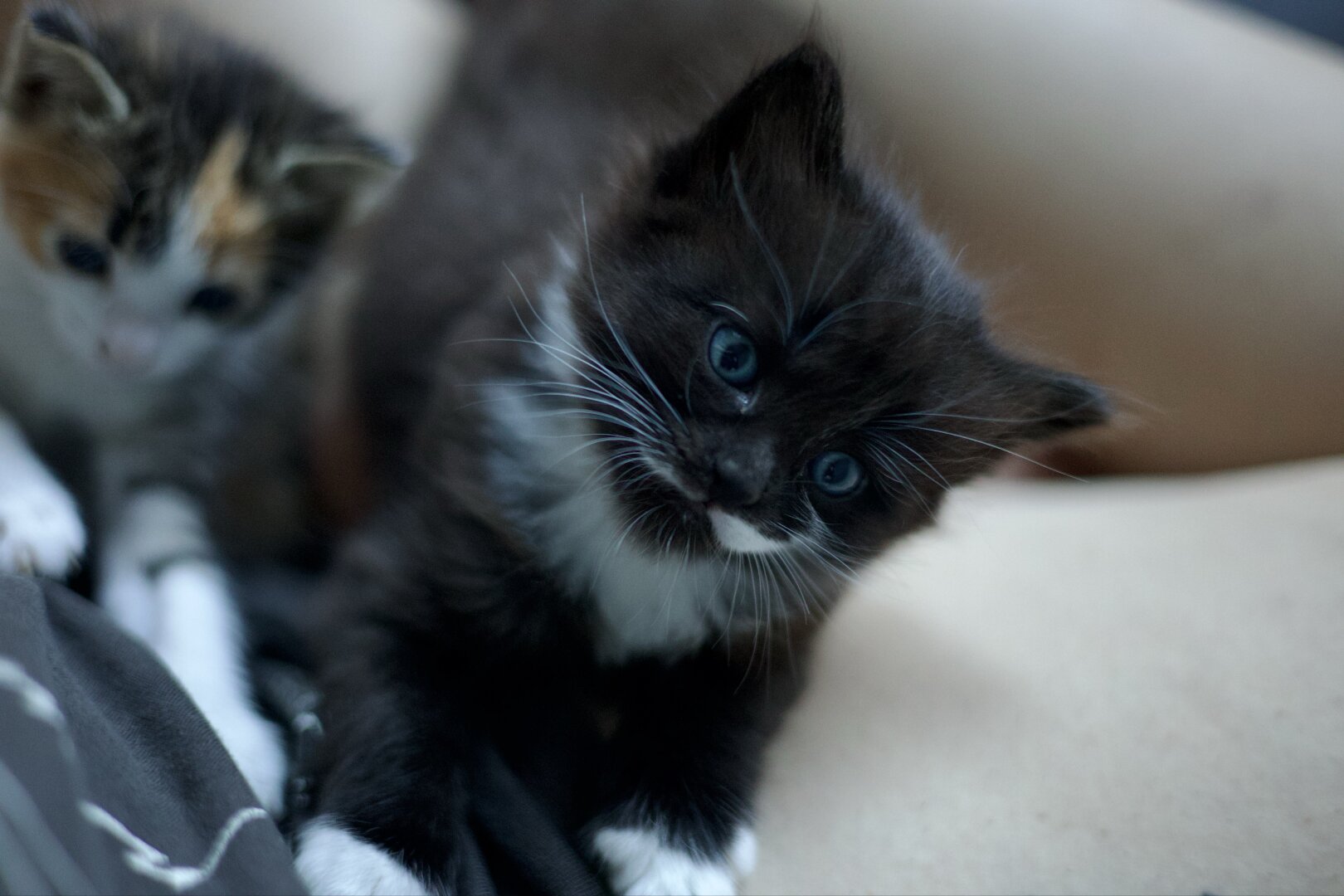 A tuxedo kitten with a moustache looking up at the camera from a lap. Another kitten is in the background slightly out of focus.