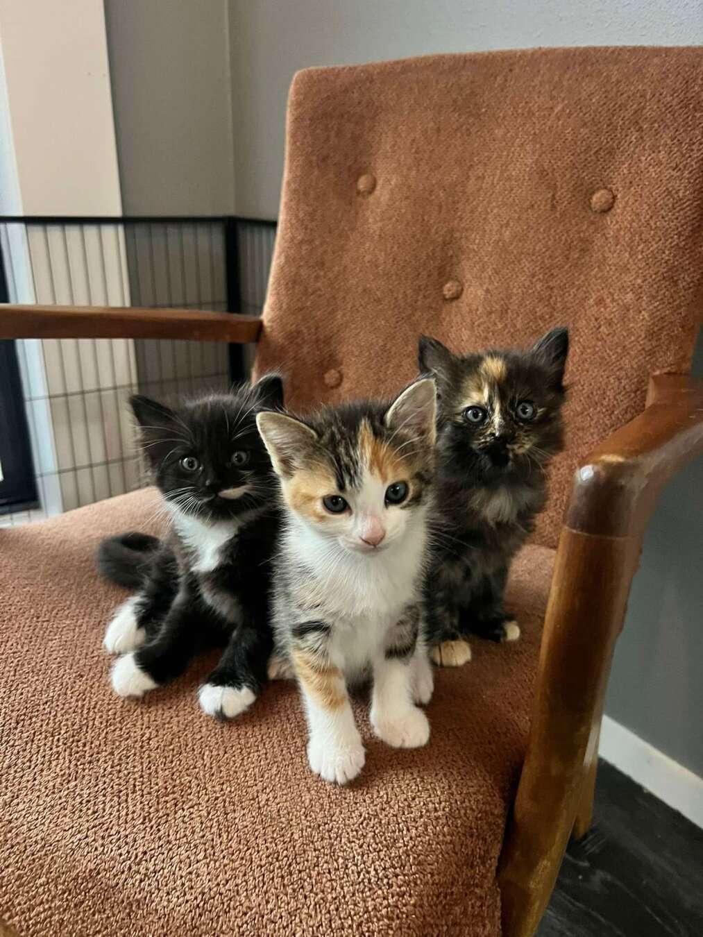 Three kittens huddled and looking towards the camera like a rap band.