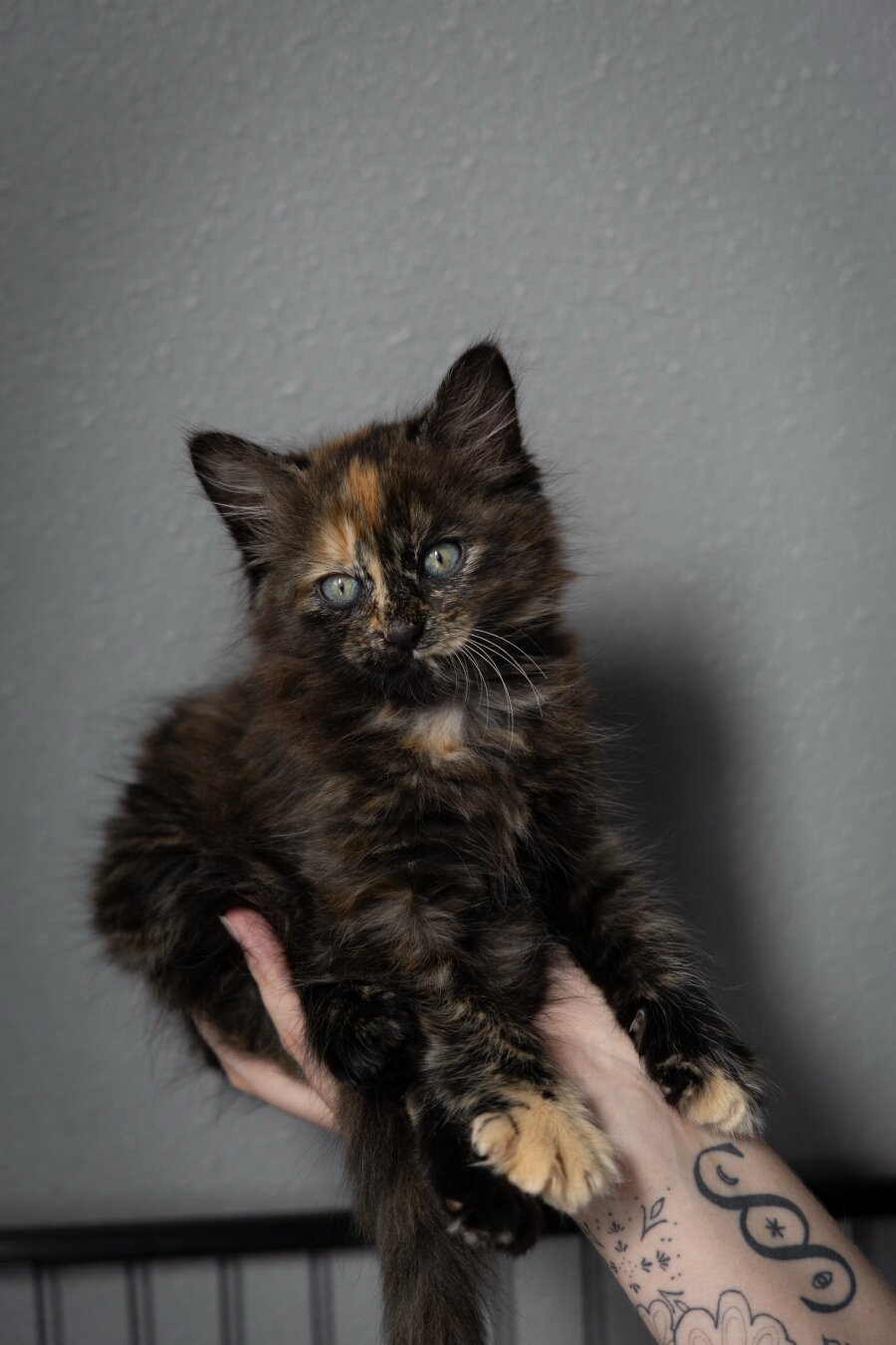 A torty kitten being held in a hand with a grey backdrop.