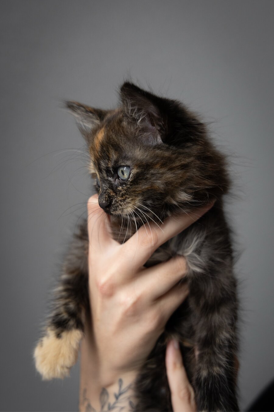 A torty kitten being held in a hand and looking out a window out of frame, with a grey backdrop.