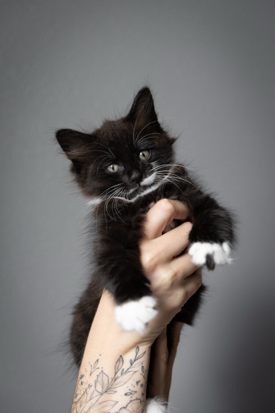 A domestic medium hair tuxedo kitten being held up in front of a grey background.