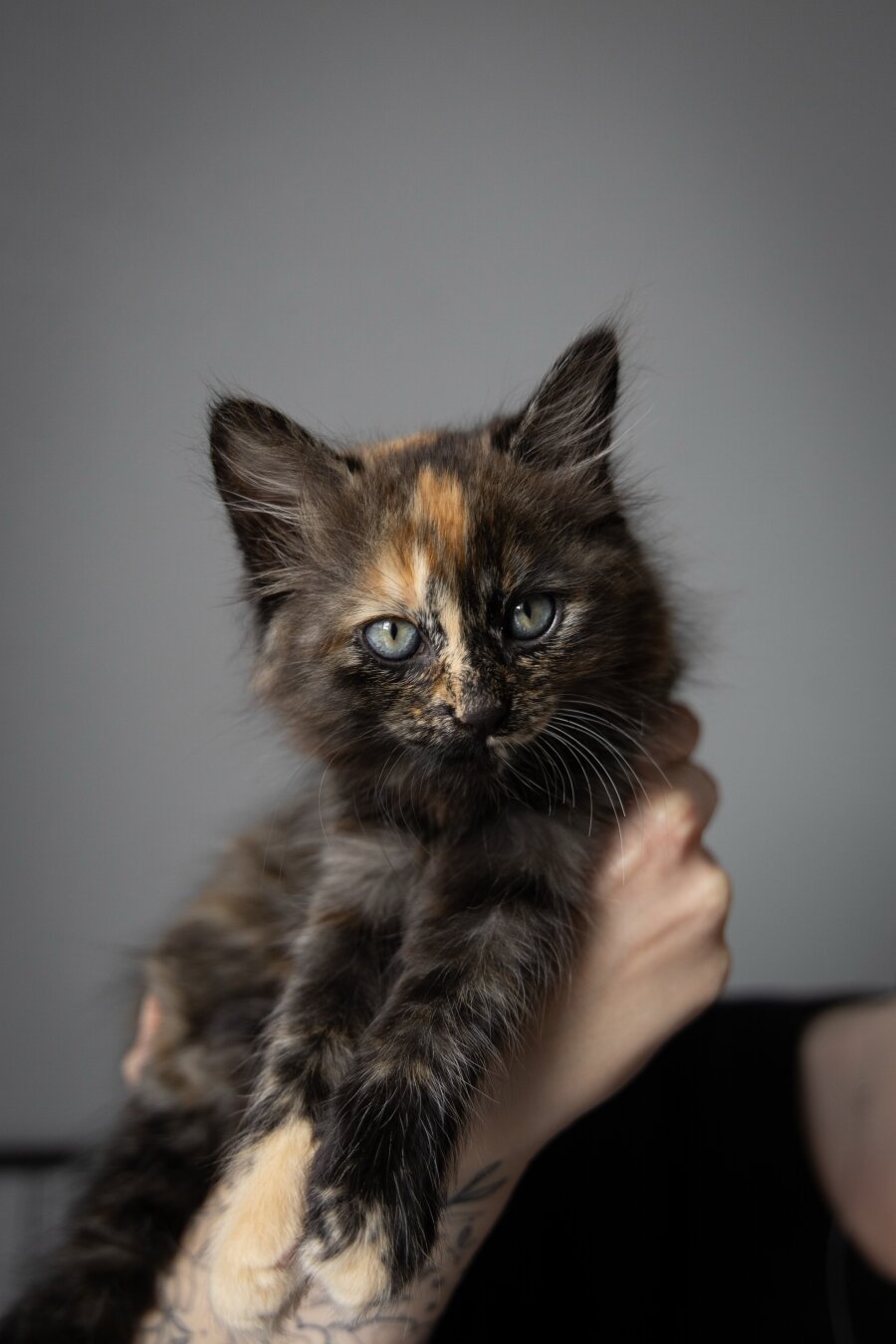 A torty kitten being held in a hand with a grey backdrop.