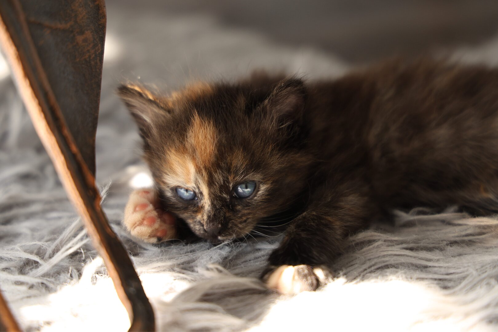 A young torty kitten lying on a fluffy rug in the sun.