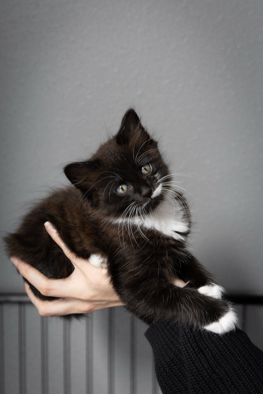 A domestic medium hair tuxedo kitten sitting in a hand in front of a grey background.