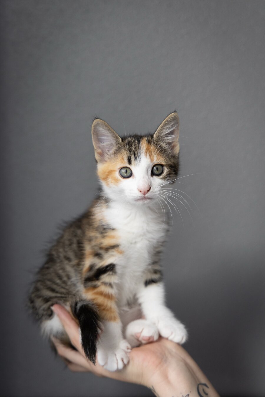 A caliby kitten sitting in a hand with a grey backdrop.