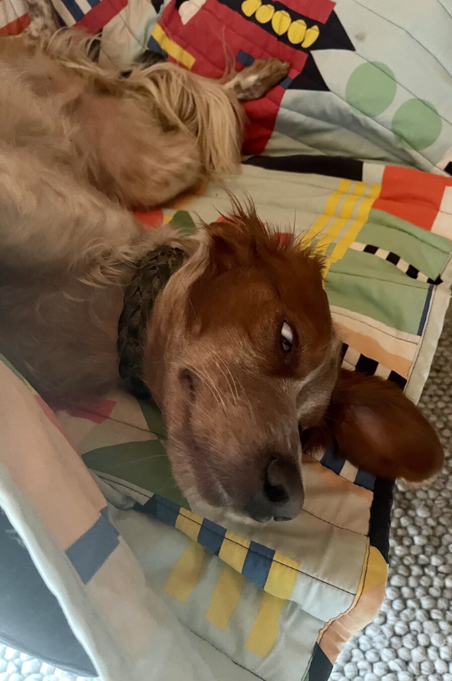 Ein Epagneul breton fläzt auf dem Faulsessel.