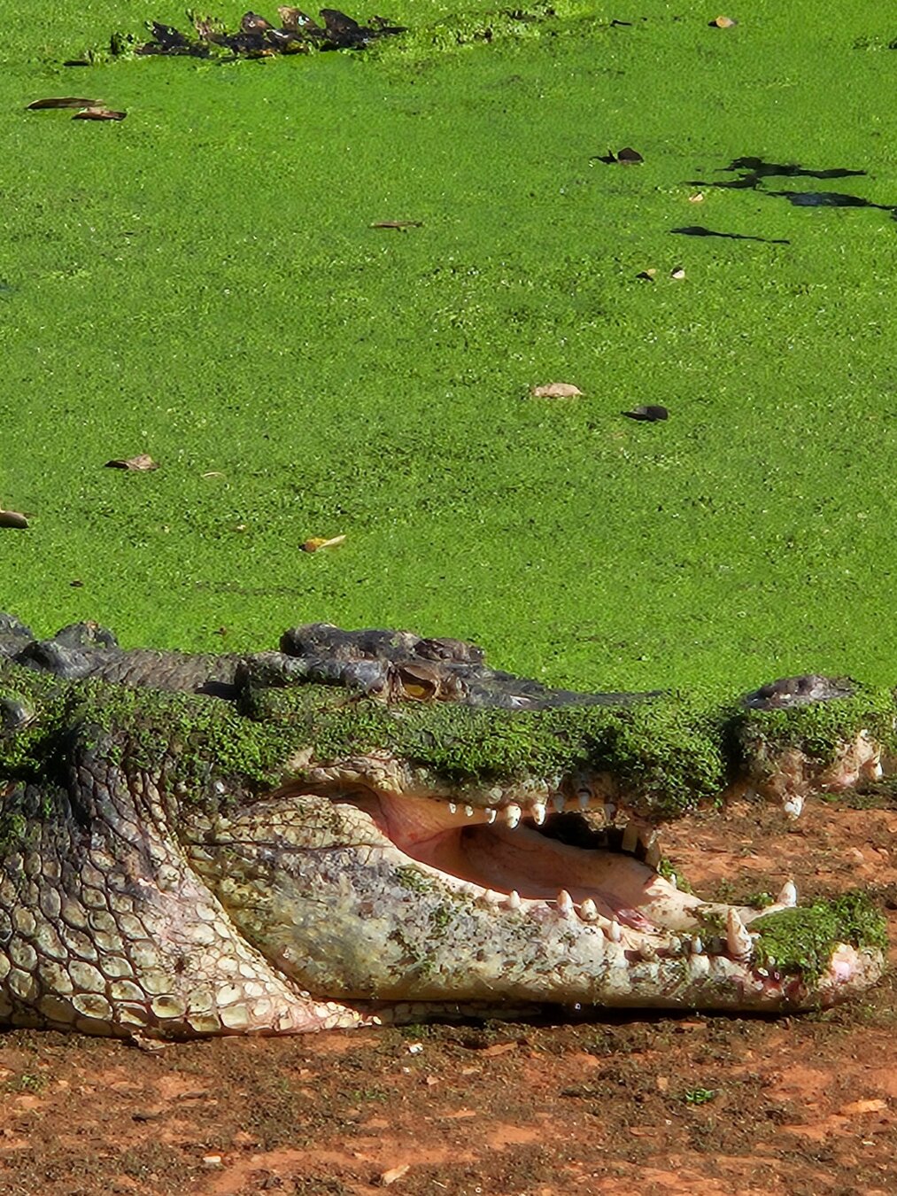 🐊 Chapter Sixteen — Living With Giants

Broome is paradise, but it’s also wild.
Crocodiles remind you that you’re never the biggest force here.
Respect the land, respect the waters — or learn the hard way.

#WildBroome #CrocCountry #MalikasRealm
