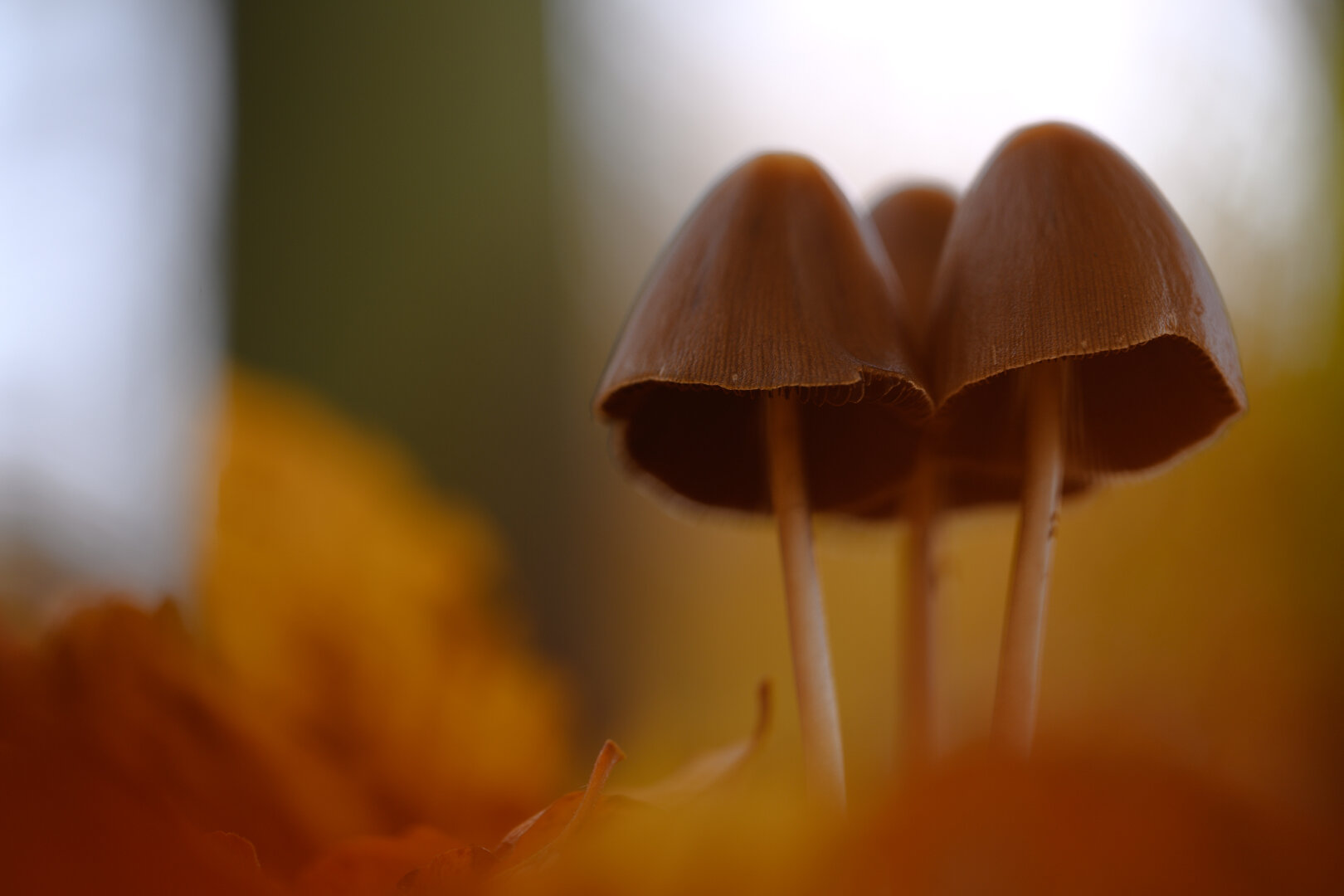 3 Pilze im Herbstlaub