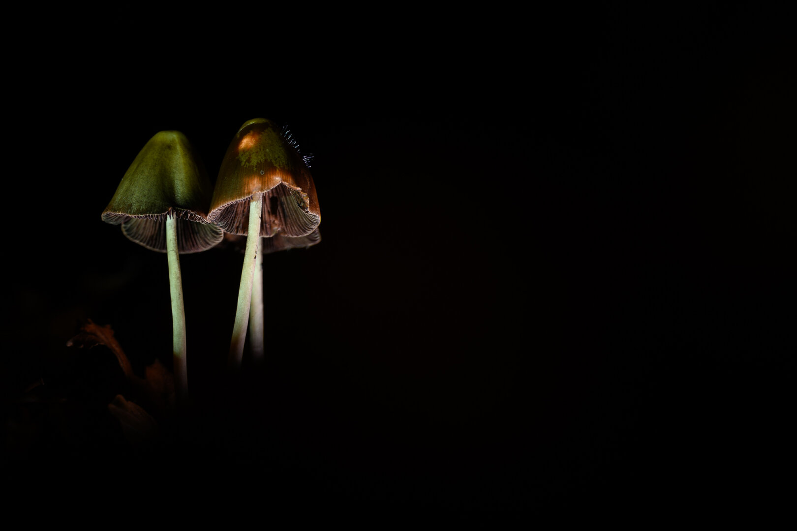 Beleuchtete Pilze bei Nacht