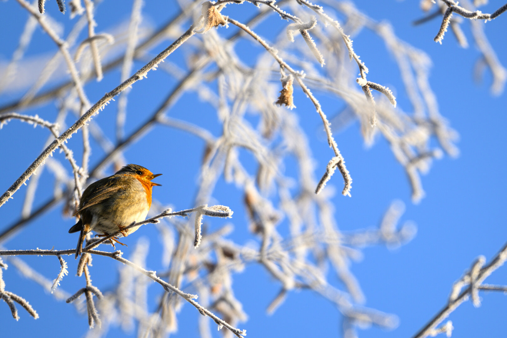 Rotkehlchen auf einer mit Rauhreif überzogenen Birke.