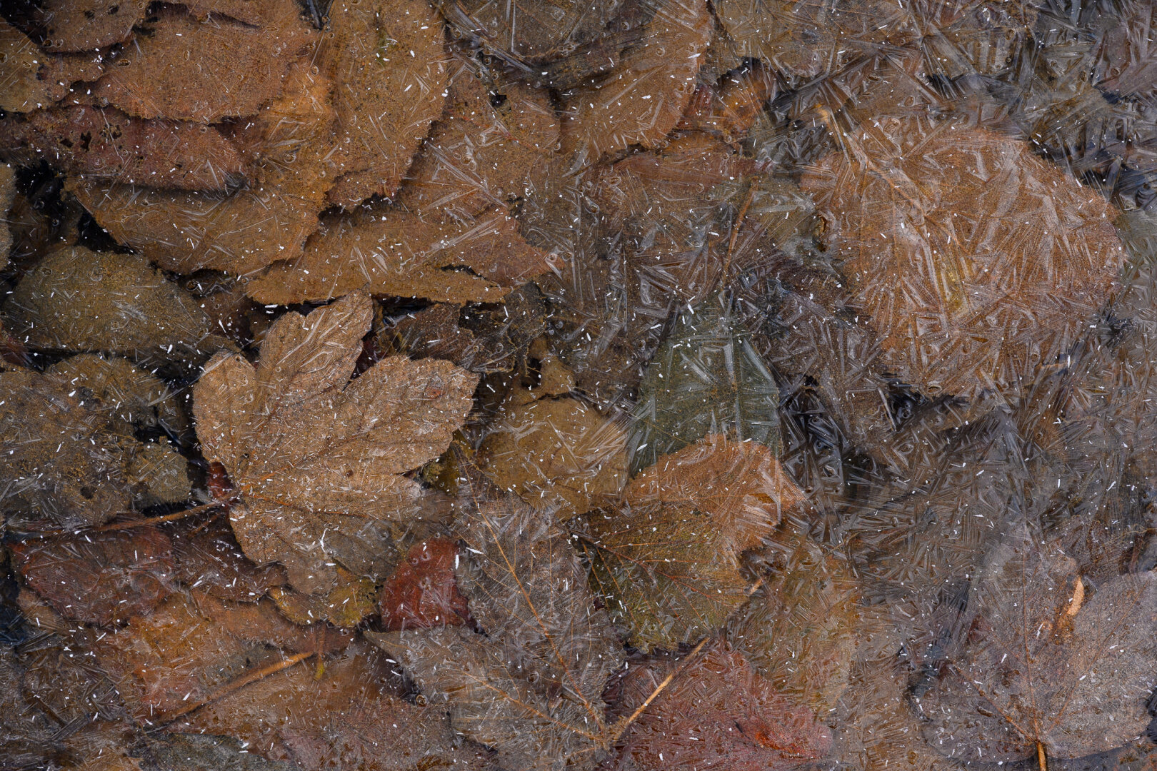 Im Eis gefrorene Blätter