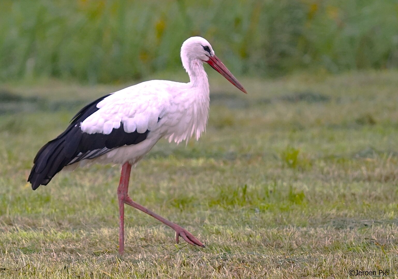 Ooievaar in weiland

Stork in meadow