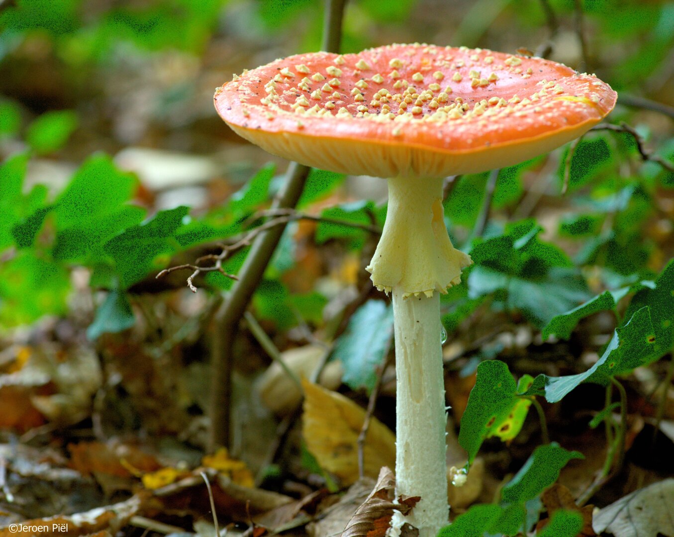 Vliegenzwam

Fly agaric