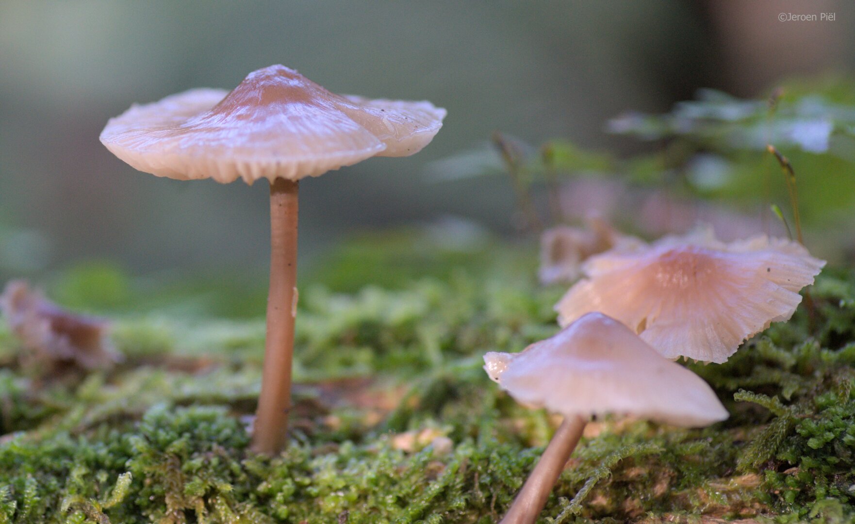 Helmmycena (paddenstoel in loofbos)

Common Bonnet (mushroom in the forest)