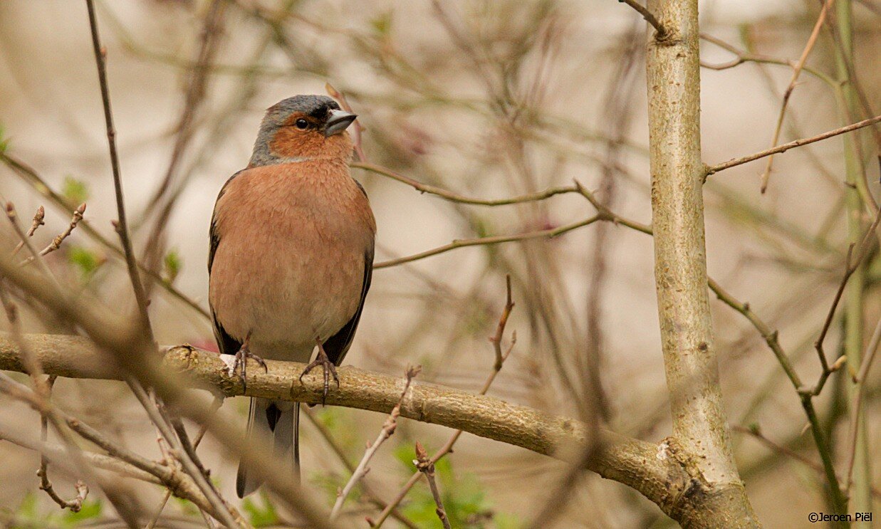 Vink, mannetje, in een boom

Finch, male, in a tree