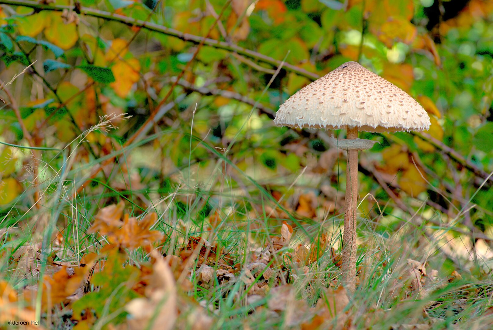 Grote parasolzwam 

Parasol mushroom
