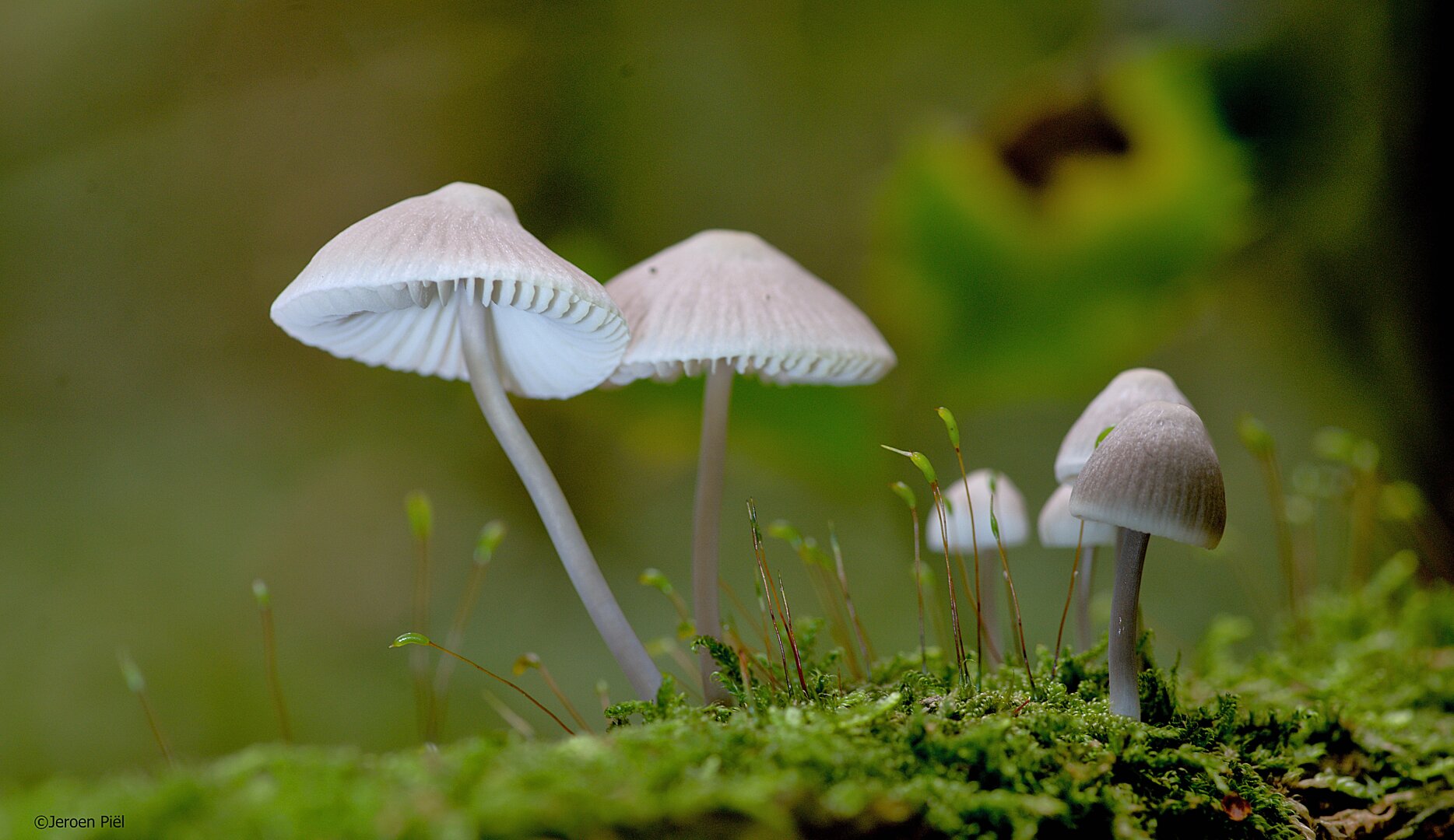 Paddenstoel (Mycena galericulata) in bos

Common bonnet in a forest