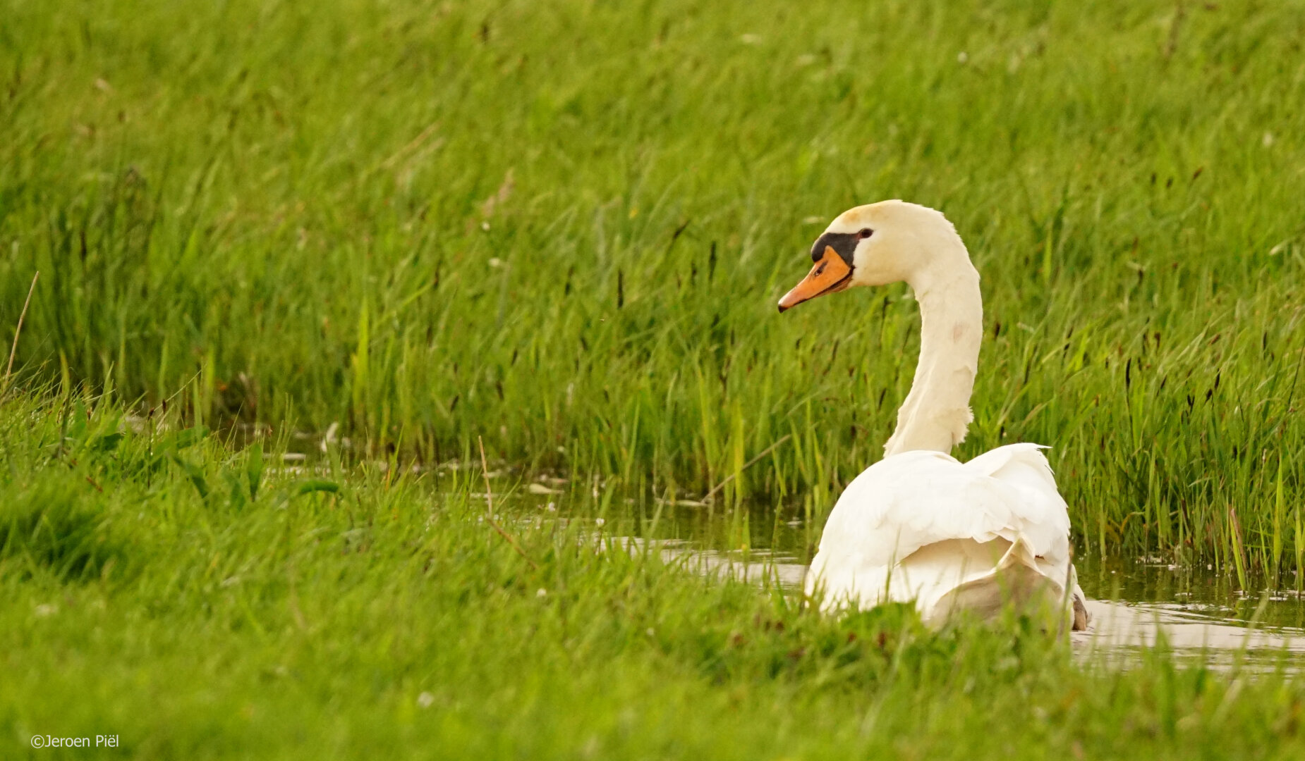 Knobbelzwaan in poldersloot

Mute swan in polder ditch