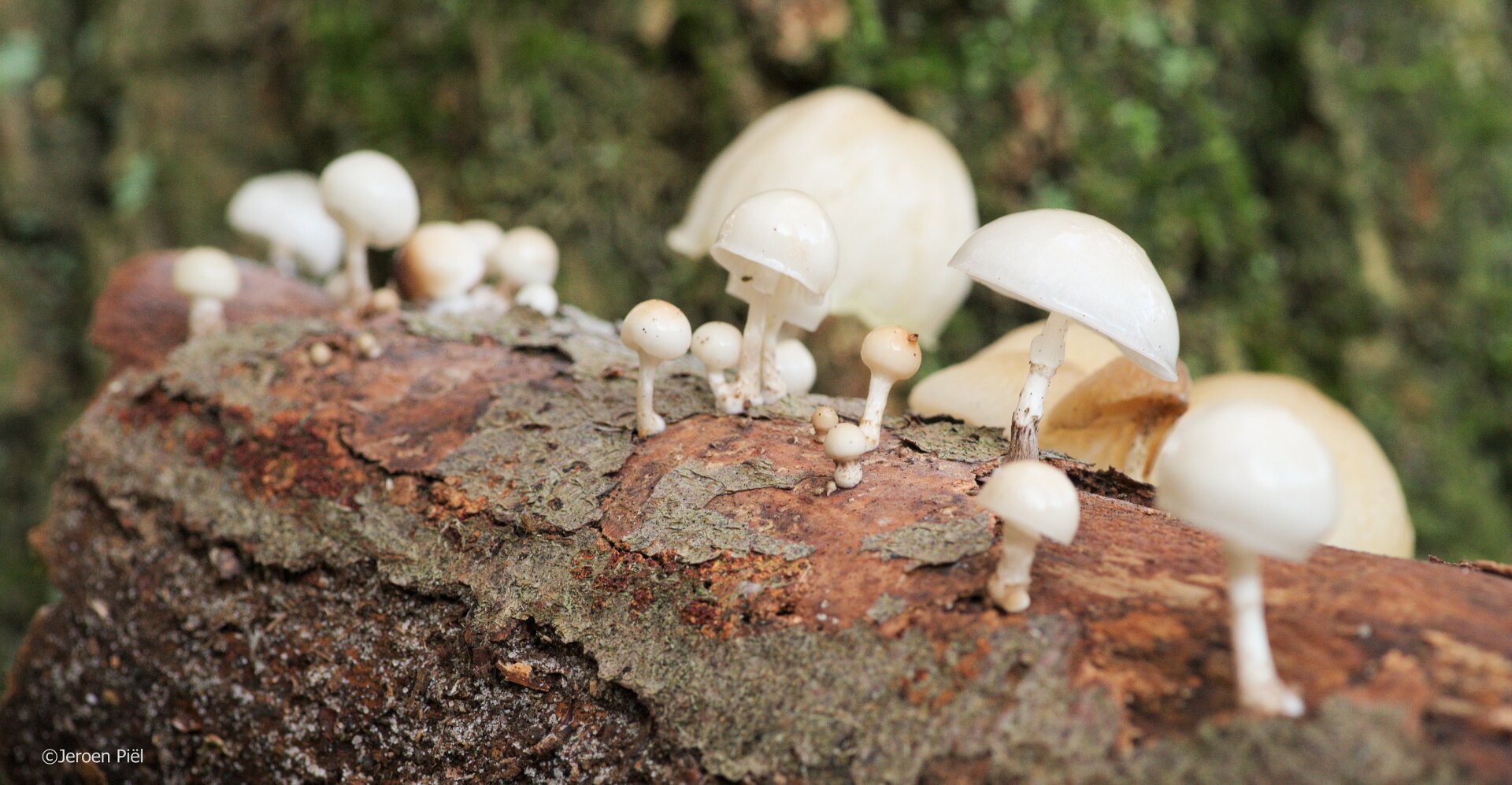Porseleinzwammetjes is het bos

Porcelain fungus in the forest