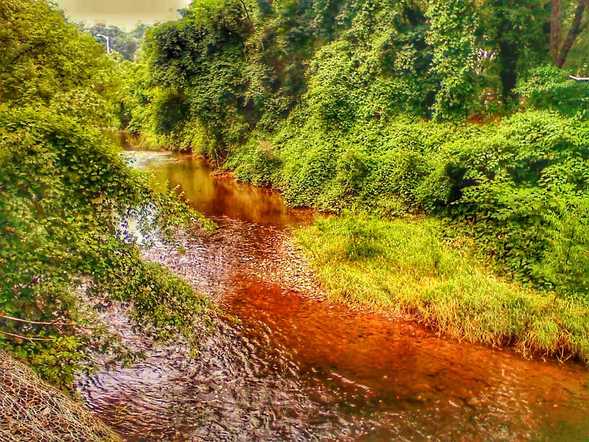 Mount Washington in north Baltimore. A stream sandwiched between tall, healthy trees and vegetation.