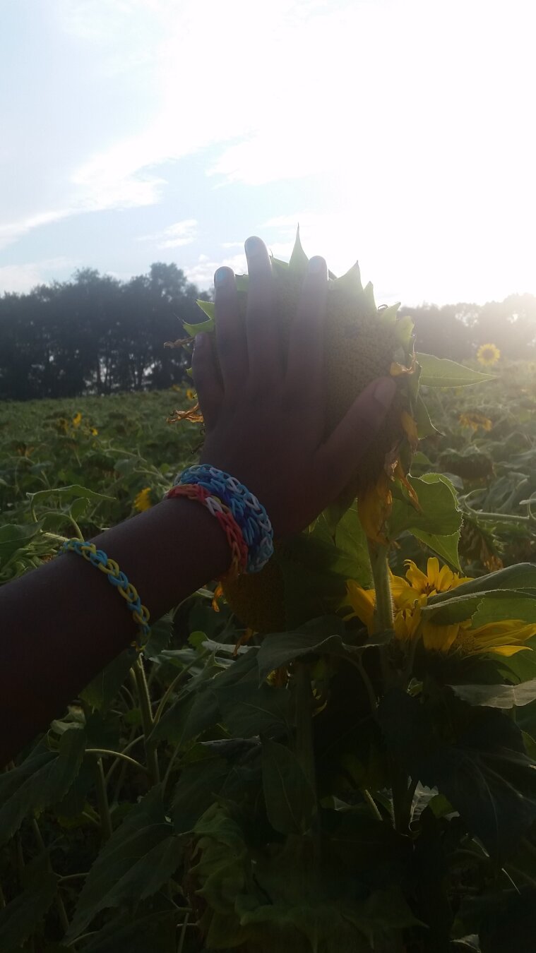 In a field, a little girl's arm reaches out to spread her hand across the face of a sunflower.