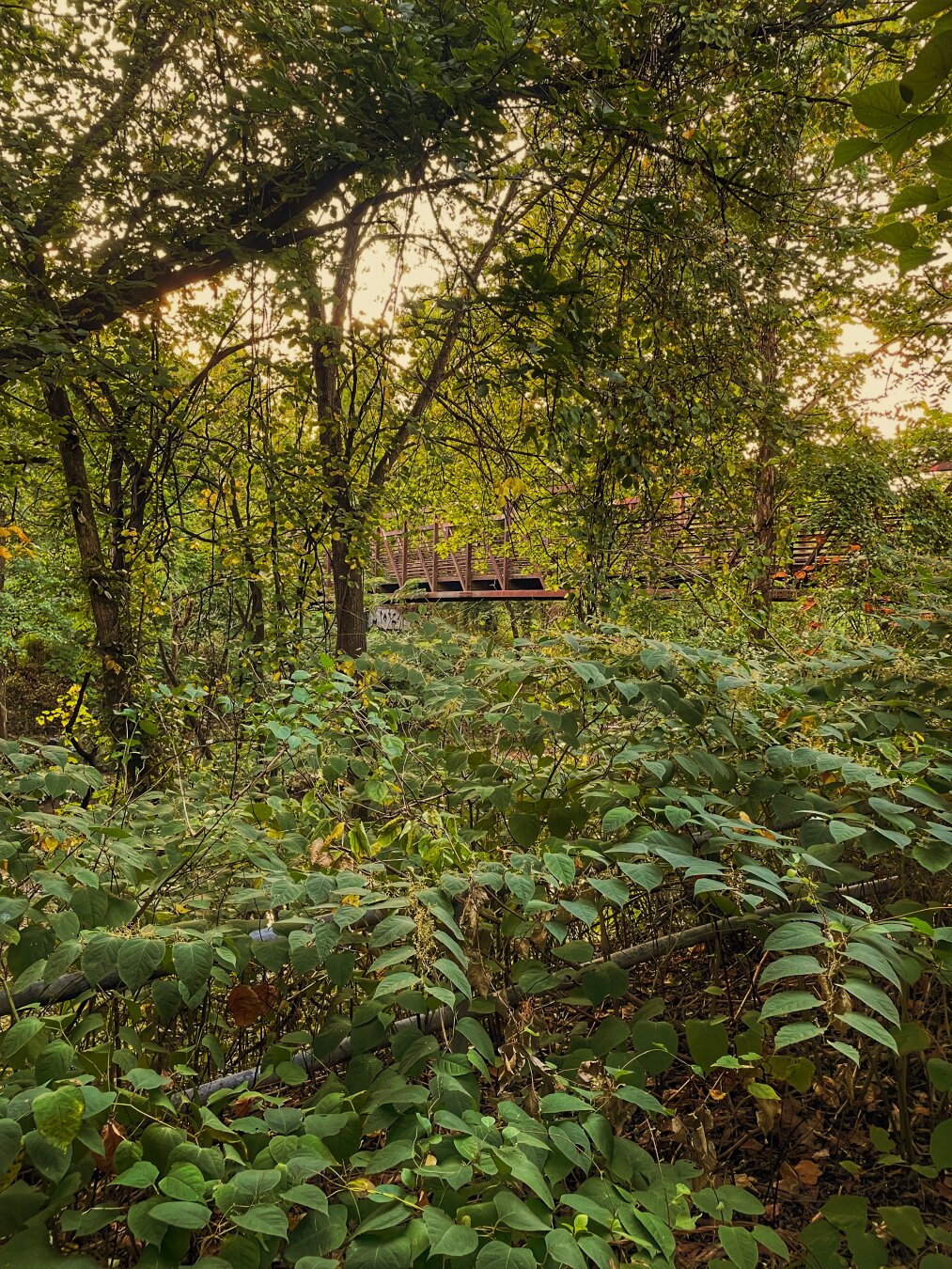 Lush vegetation along Gwynns Falls Trail in Baltimore. In the background, between the vines and branches, there is a bridge.