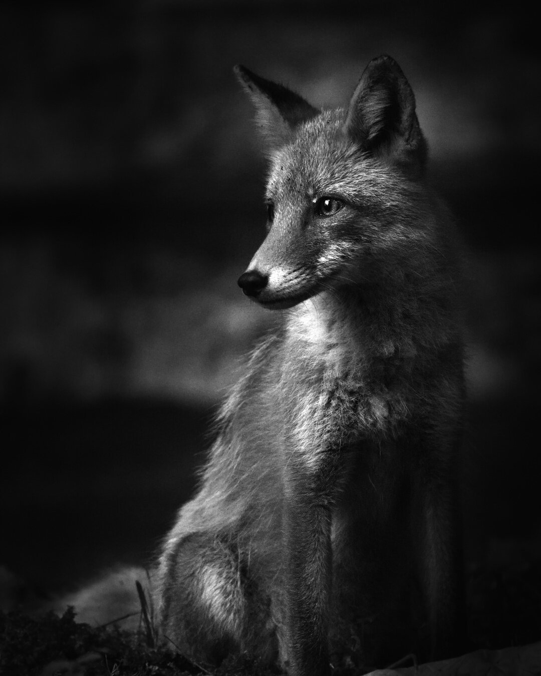 Black and white image of an Ezo red fox. He is sitting, his head is turned to the left.