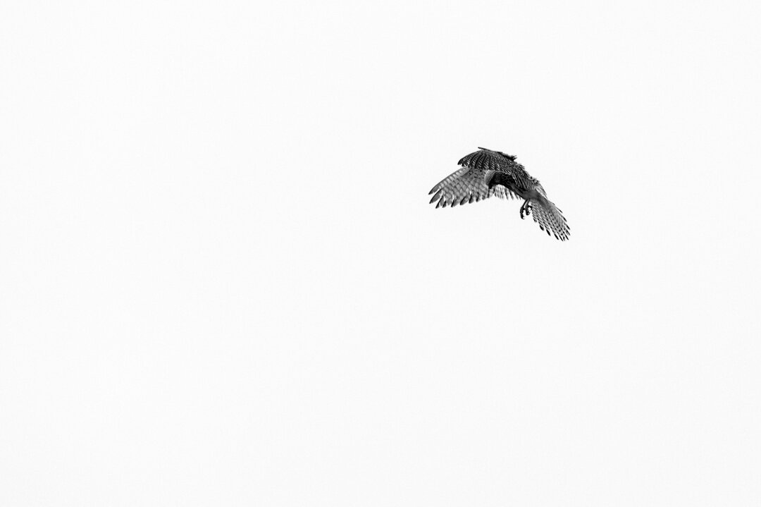 Black and white image of a common kestrel in position for strike.